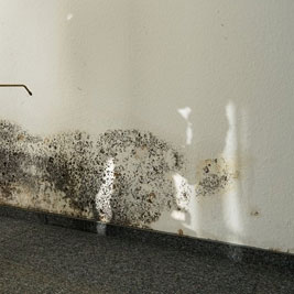 Mold Remediation